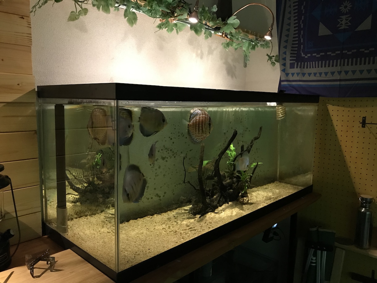 熱帯魚を始めたい方、サポートいたします 熱帯魚、海水魚飼育歴15年のナースマンです。 イメージ3