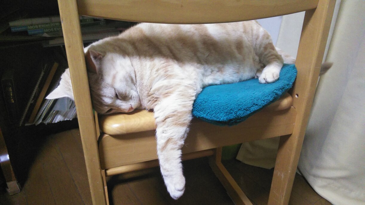 猫サロン。猫と遊んだり、猫との生活を色々知れます リモートでアメリカンショートヘアとひとときを過ごしませんか イメージ6