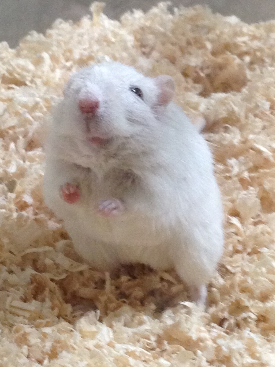 あなたにぴったりなペット考えます 元動物病院スタッフがあなたにぴったりなペットを考えます！ イメージ3