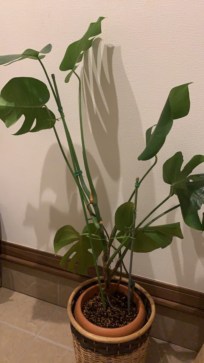 全ての悩みをタロットで占います 私自身いろんな悩みがあり、寄り添える気持ちは沢山あります。 イメージ1