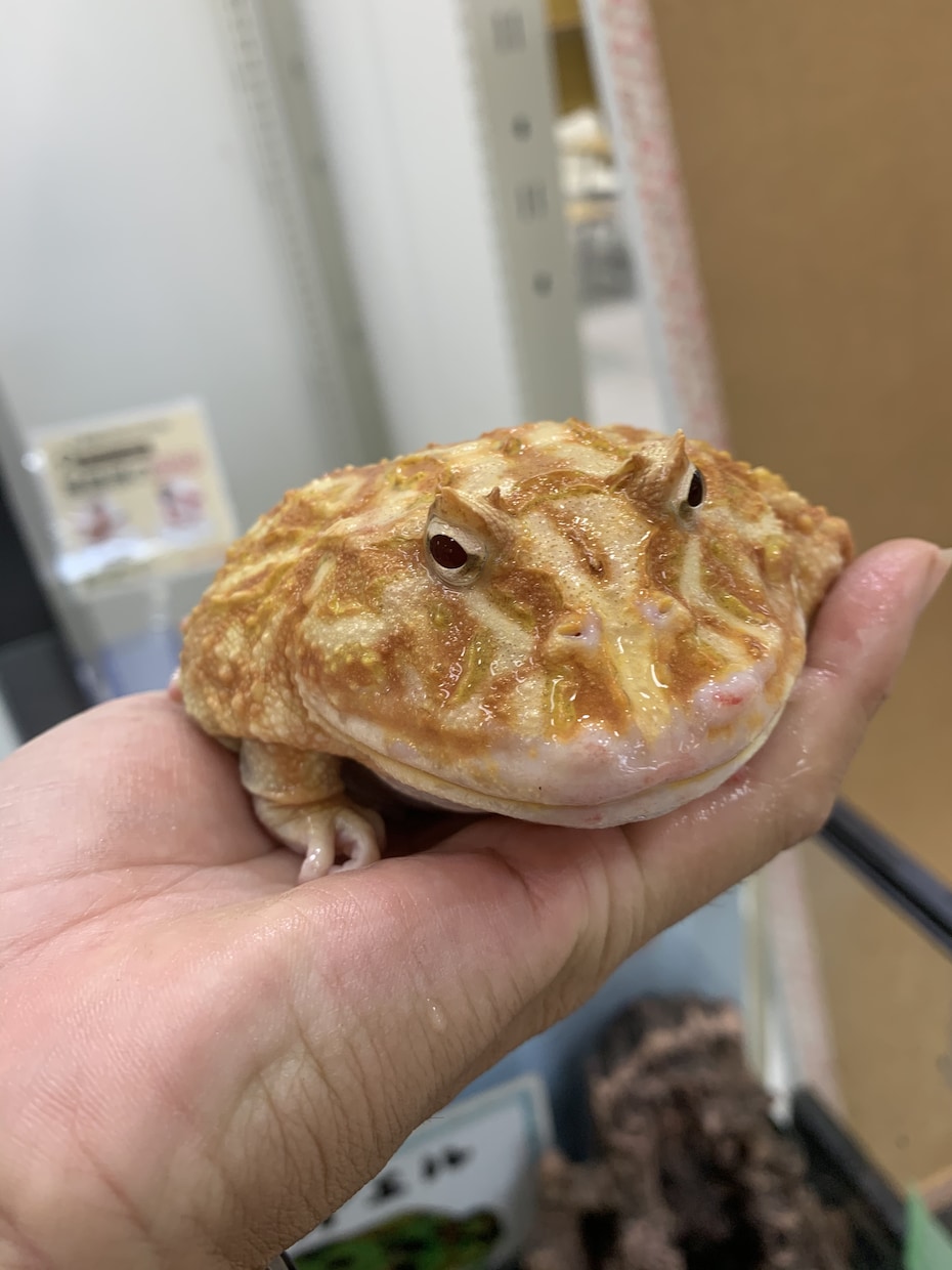 小動物、爬虫類、猛禽類などの飼育相談承ります 某個人営業の動物園での勤務経験から飼育のお悩み解決に導きます イメージ9
