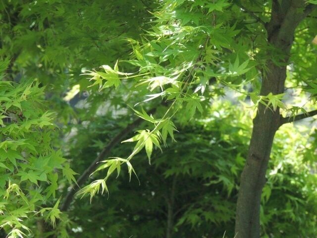 ２枚１組☆スピリチュアルな写真をお届けします 心へ「愛」と「癒し」を求めている方へ イメージ7