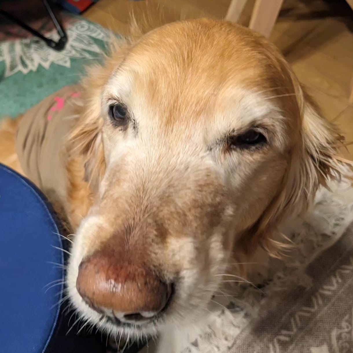 わんこやにゃんこの気持ちを占います あなたの愛犬愛猫の気持ちをタロットに聞いてみませんか? イメージ2