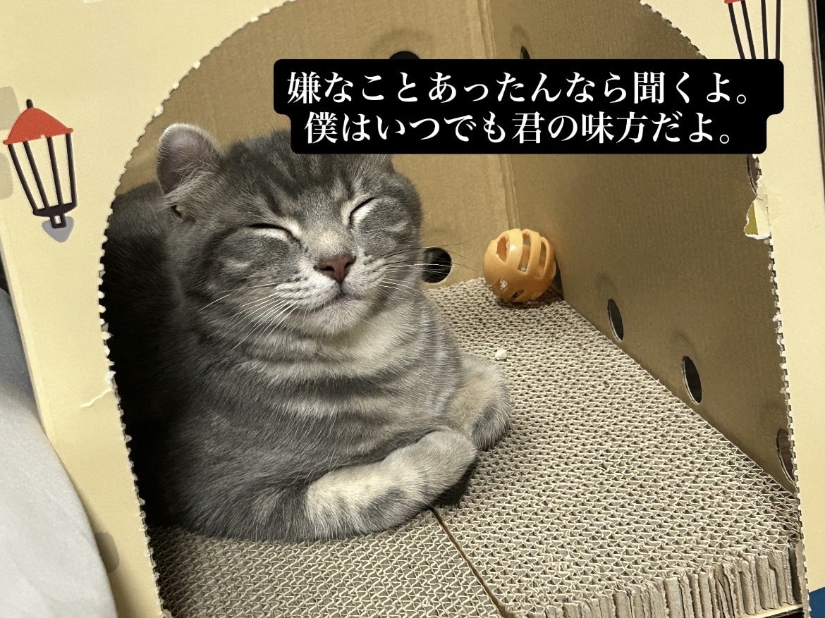 猫のぽむちゃんがあなたの話し相手になります 猫ちゃんとお話しして癒されていきませんか？ イメージ1
