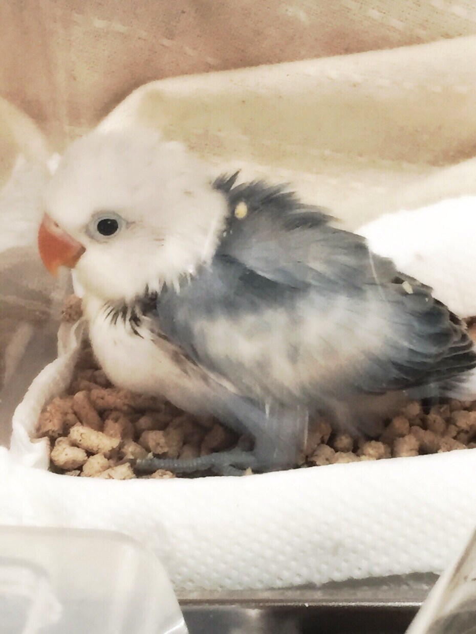 小鳥と仲良くなる方法！インコや文鳥などを飼ってみたい方の相談所。15年程の経験を元にアドバイス！ イメージ1
