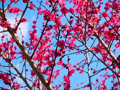 賽子易◆次、一歩進むための手掛かりをお伝えします 次どうしたら良いか分からない…そんな貴方へ イメージ1