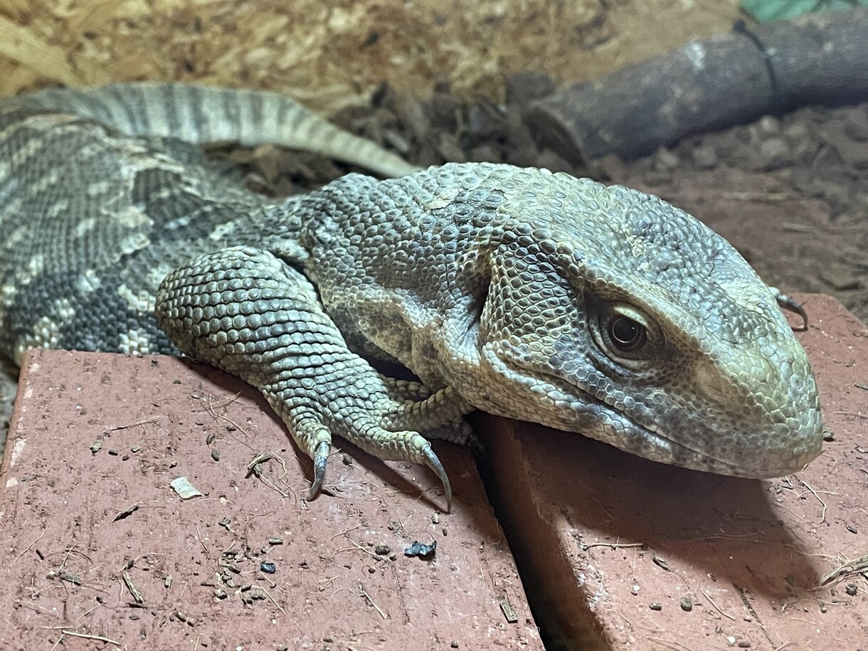 爬虫類の飼育等のお悩みを解決するお手伝いをします 爬虫類に関わる仕事をしているのでしっかりサポート致します！ イメージ1