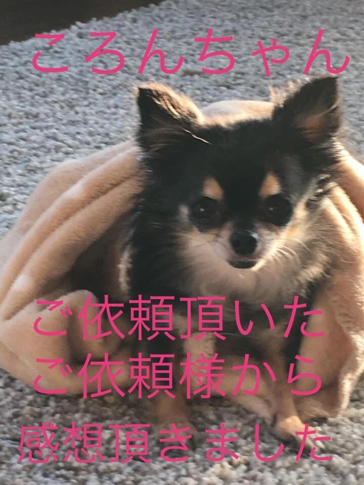 ペットと繋がり霊視で【チャット】にお伝えします 普段聞けない事がわかる！何を考えているか♡気になりますね♡ イメージ4