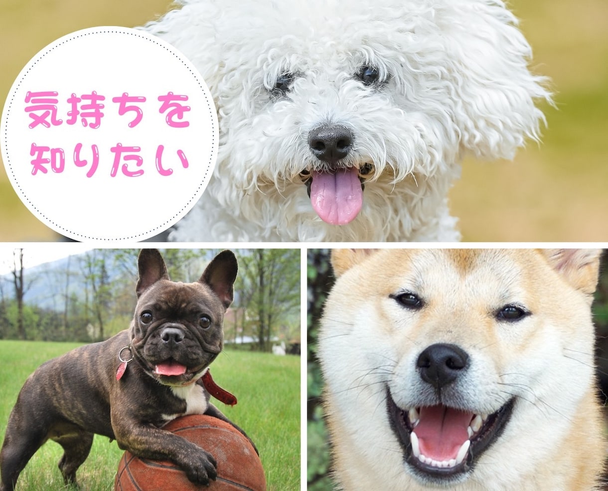 あなたが心から愛している大切なペットとお話しします 何を考えているの？もう一度話したい。ペットの気持ちを教えます イメージ2
