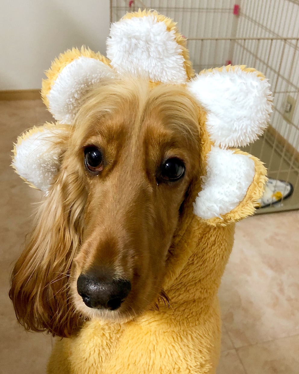 ペットモデル自撮り提供いたします イングリッシュコッカースパニエル３歳の写真を提供いたします。 イメージ5
