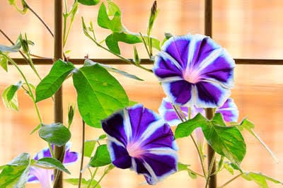 アダルトチルドレンのあなたの最大の味方になります 虐待経験者の私があなたと同じ痛みを分かち合います イメージ3