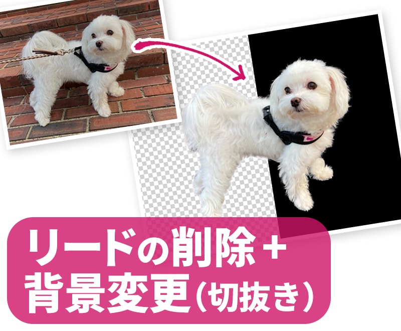画像の切り抜きや、レタッチ、文字入れなどいたします 商品、動物、フードなど、用途に合わせた加工を代行いたします イメージ5