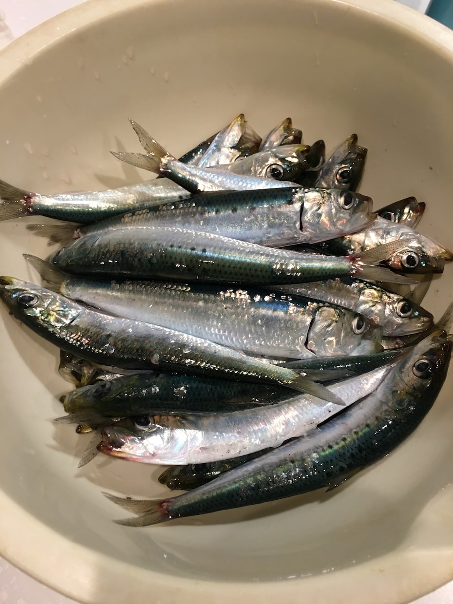 間違いない！失敗しない釣りの仕掛け釣り方を教えます 子供と釣りの楽しみたいお父さんへ！ イメージ1