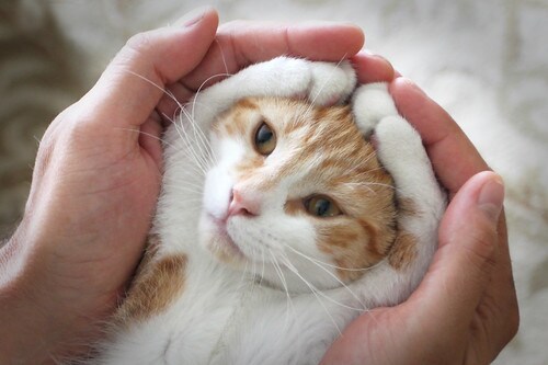 ペットヒーリング3日間実施します あなたの大事な家族、猫や犬などペット、動物の波動調整に イメージ1