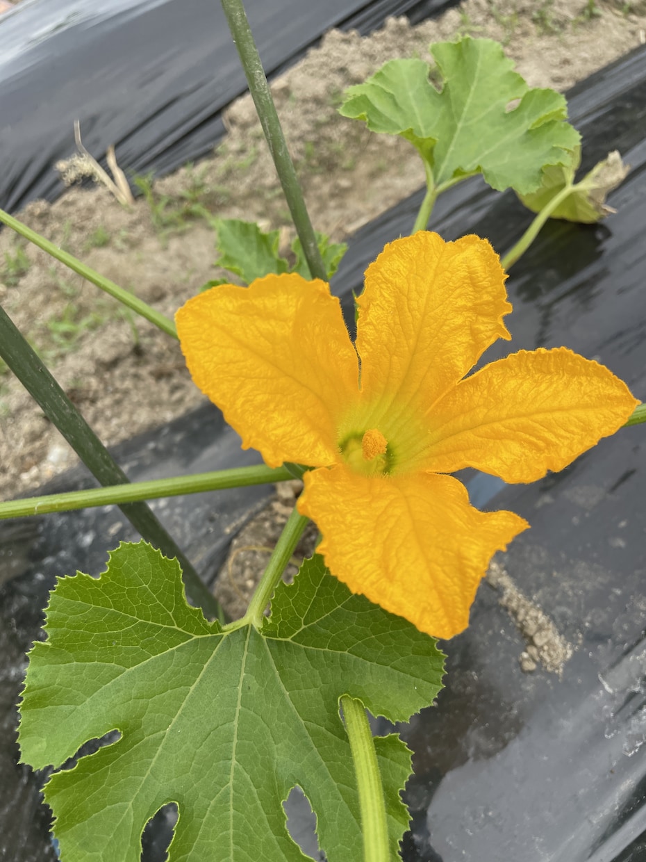 無農薬野菜と栽培風景の写真を提供します インスタなどSNS用など用途多数！！ イメージ2