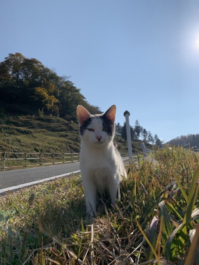 あなたのこころの悩みに寄り添います 登校拒否、摂食障害、親子関係、お話しませんか？ イメージ1