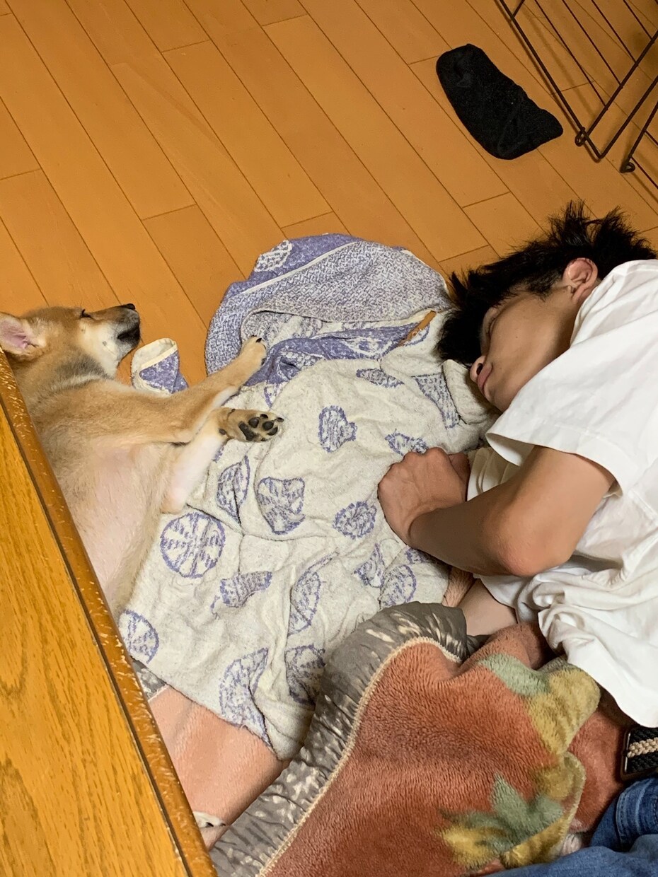 ペットの困りごとしつけなど小さなことまで相談します 動物専門学生、資格保有者が真剣に誰でも出来る方法を教えます イメージ6