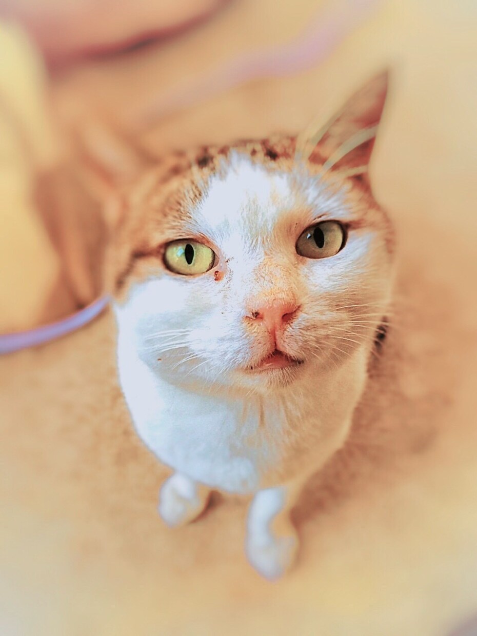 3枚　写メ加工、画像加工（文字いれ等）します キラキラ感のある写メに加工します イメージ1