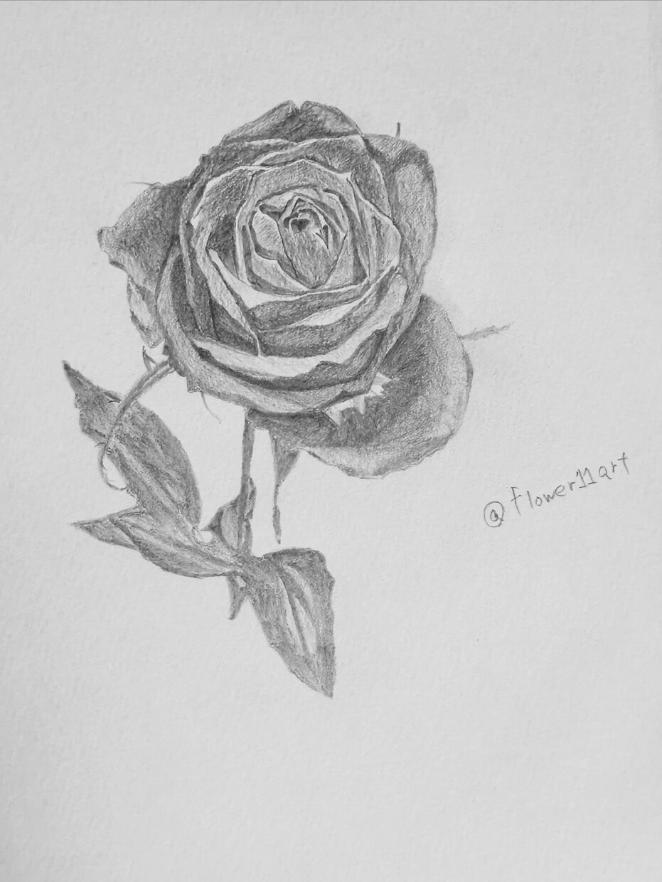 鉛筆でご依頼されたお花の絵を描きます 素人の模写作品です。本気で描かせていただきます。 イメージ3