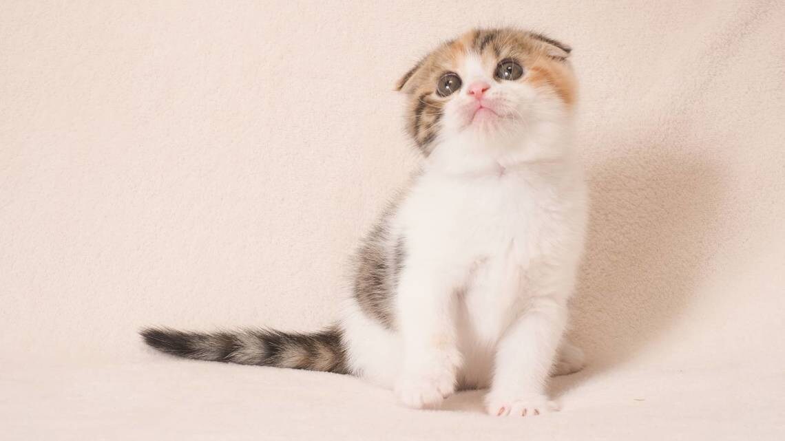 女性限定☆悩み等を聞きます 悩み、恋愛等なんでも構いません。 イメージ1