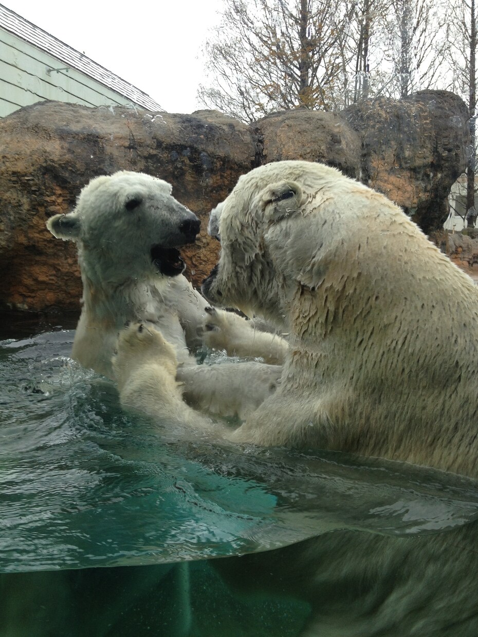 オススメ動物園、プランを提案致します イベントプランナーがあなたの旅をサポート‼︎ イメージ1