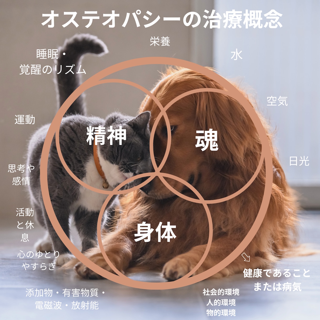 愛する家族（犬猫他）が元気になるよう遠隔施術します 遠隔オステオパシーで次元を超えて活き活きとした表情にします イメージ4
