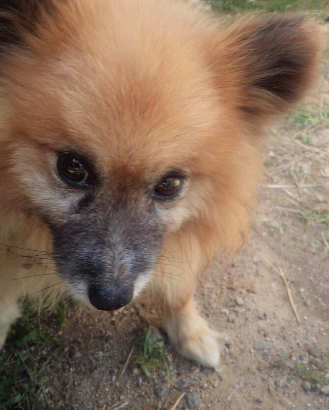 ★あなたの飼い犬の性格診断します★ イメージ1