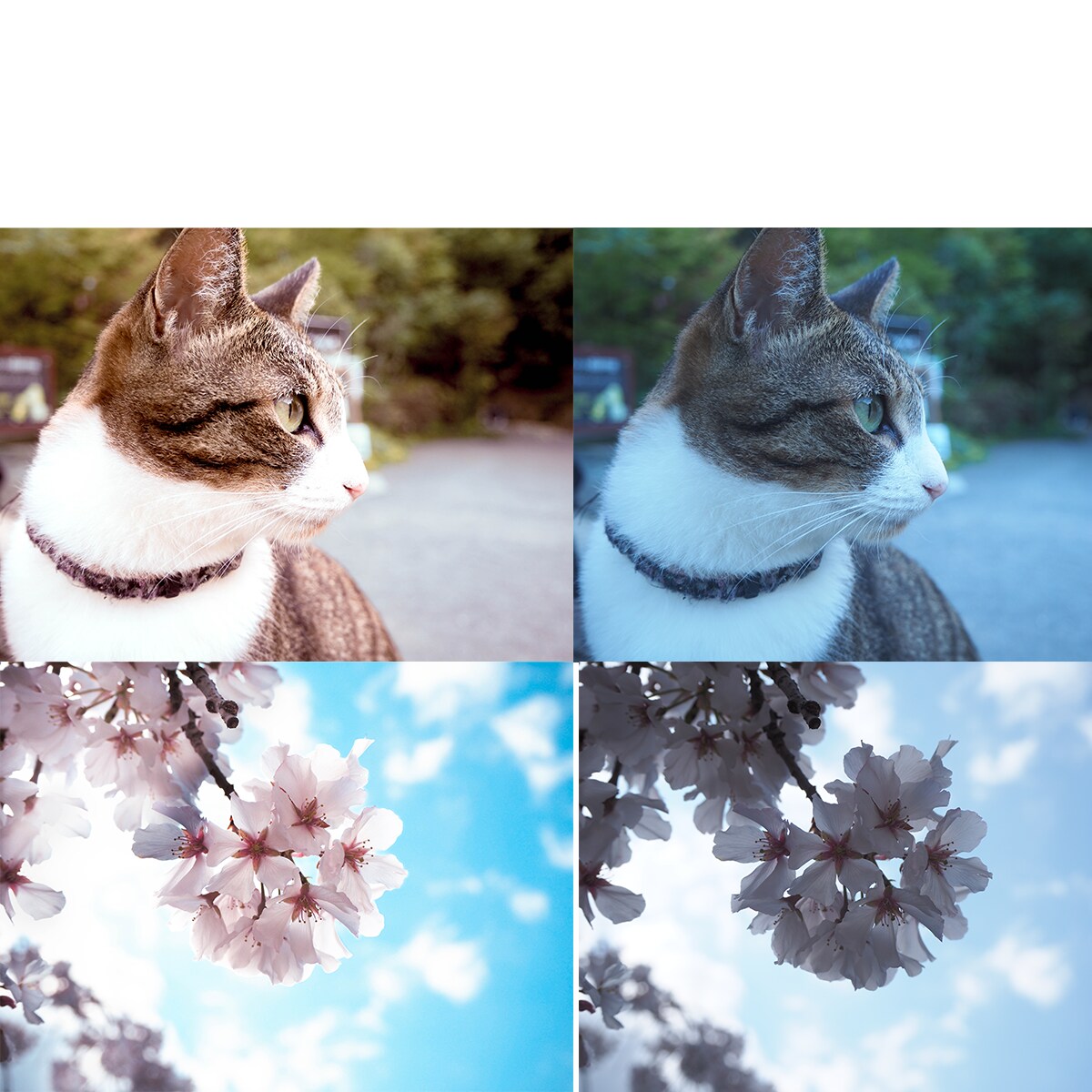 SNSや記念に。お写真の「色味補正」承ります いつものお写真を少し変えてみませんか イメージ1