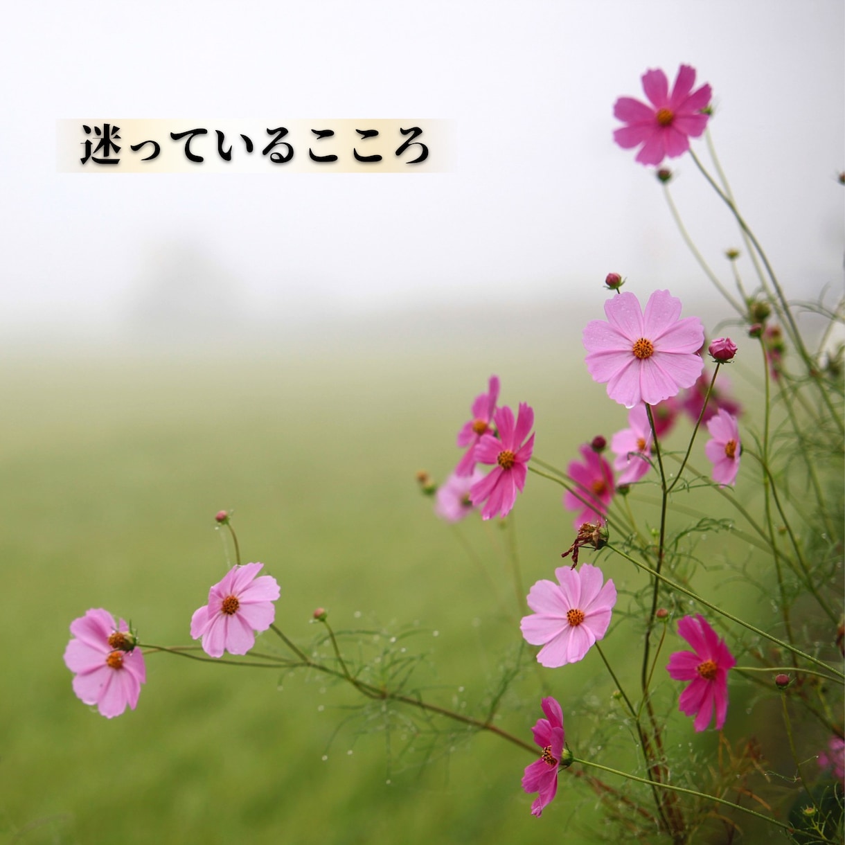妊活チャネリング、未来へのメッセージをお伝えします 揺れ動き続けてきた心を癒し、ありのままのあなたと繋がります イメージ4