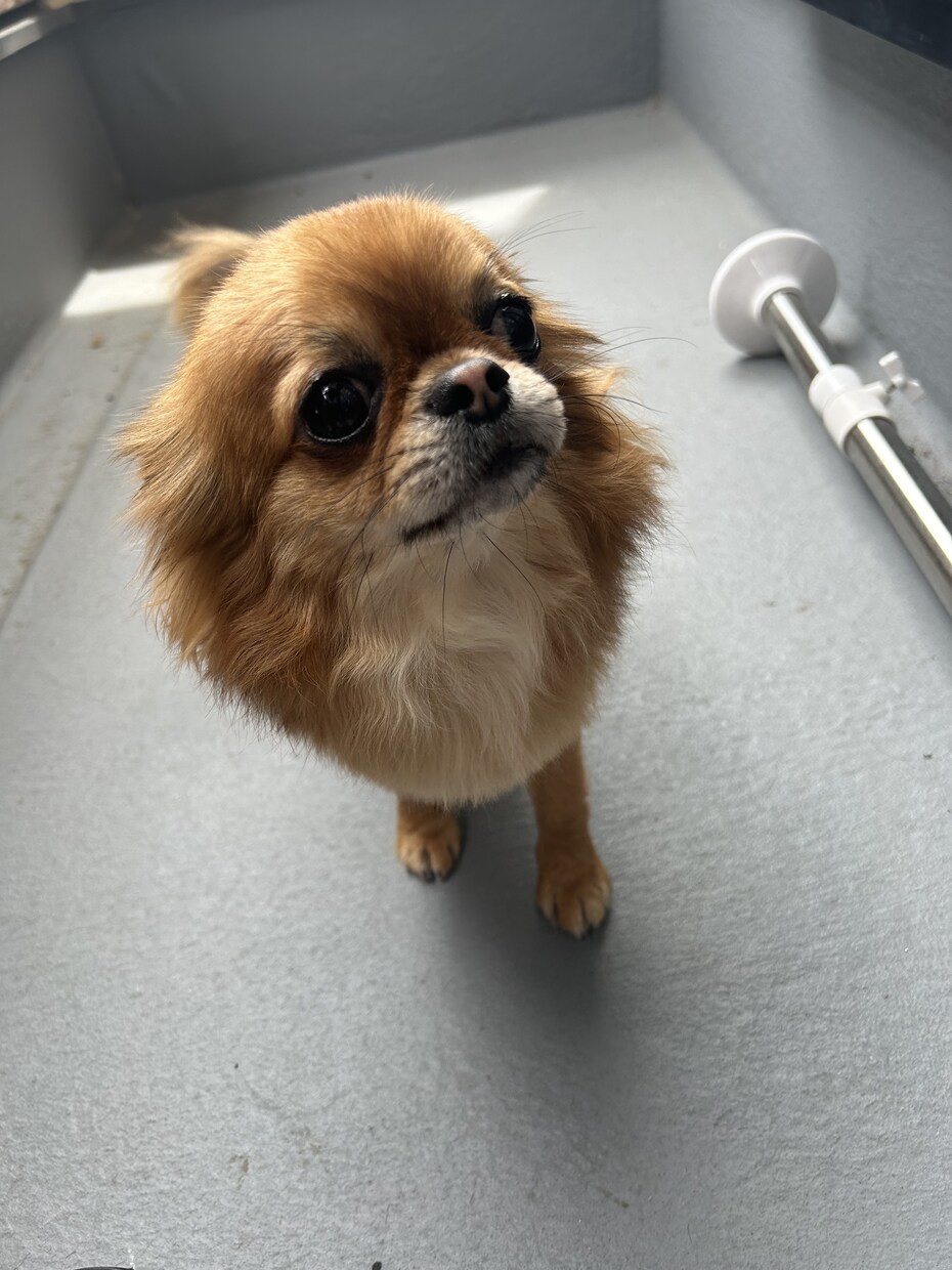 愛犬とのより幸せなペットライフをサポートします 愛犬と楽しくレッスン！楽しい愛犬ライフを提供します！ イメージ1