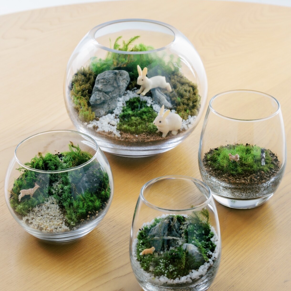 苔テラリウムワークショップレッスン致します 作る楽しみ＆愛でる楽しみもある癒しの苔テラリウム♡資材等込み イメージ1