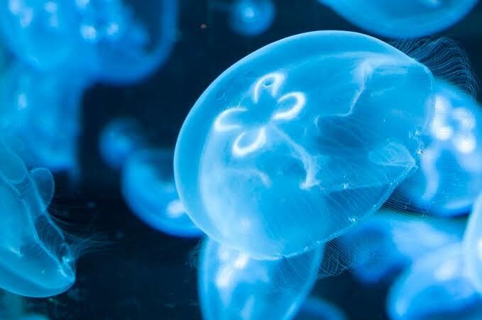 現役医学部塾講師が受験生物教えます 暗記ではなくストーリーで身につける生物 イメージ1