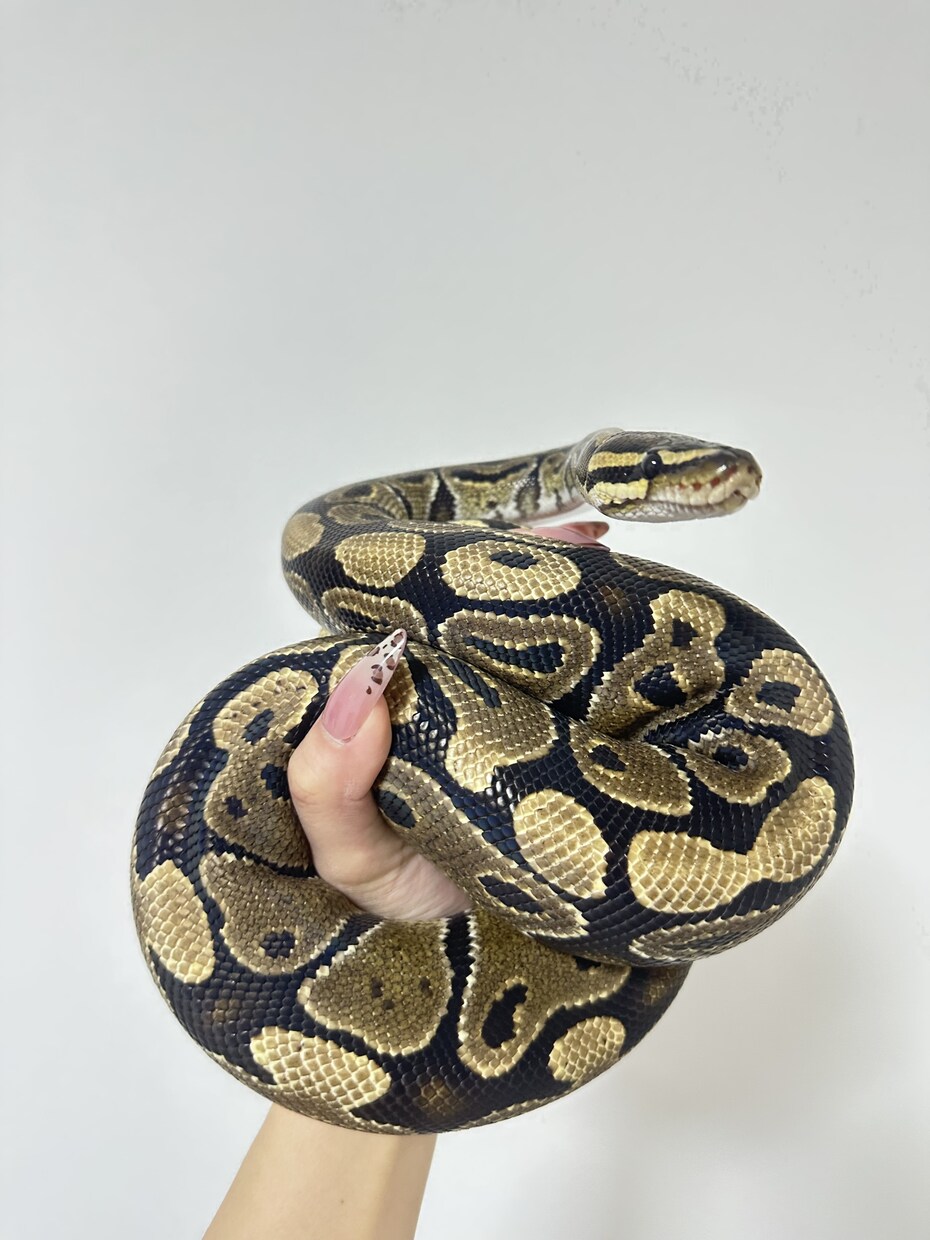 哺乳類・爬虫類・鳥類・両生類・奇蟲飼育相談乗ります 自宅で飼育している生体の飼育方法等相談乗ります イメージ4