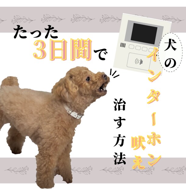 なぜ犬はインターホン吠えするのか。治し方を教えます たったの"5ステップ"で、犬のインターホン吠えを克服しよう イメージ1