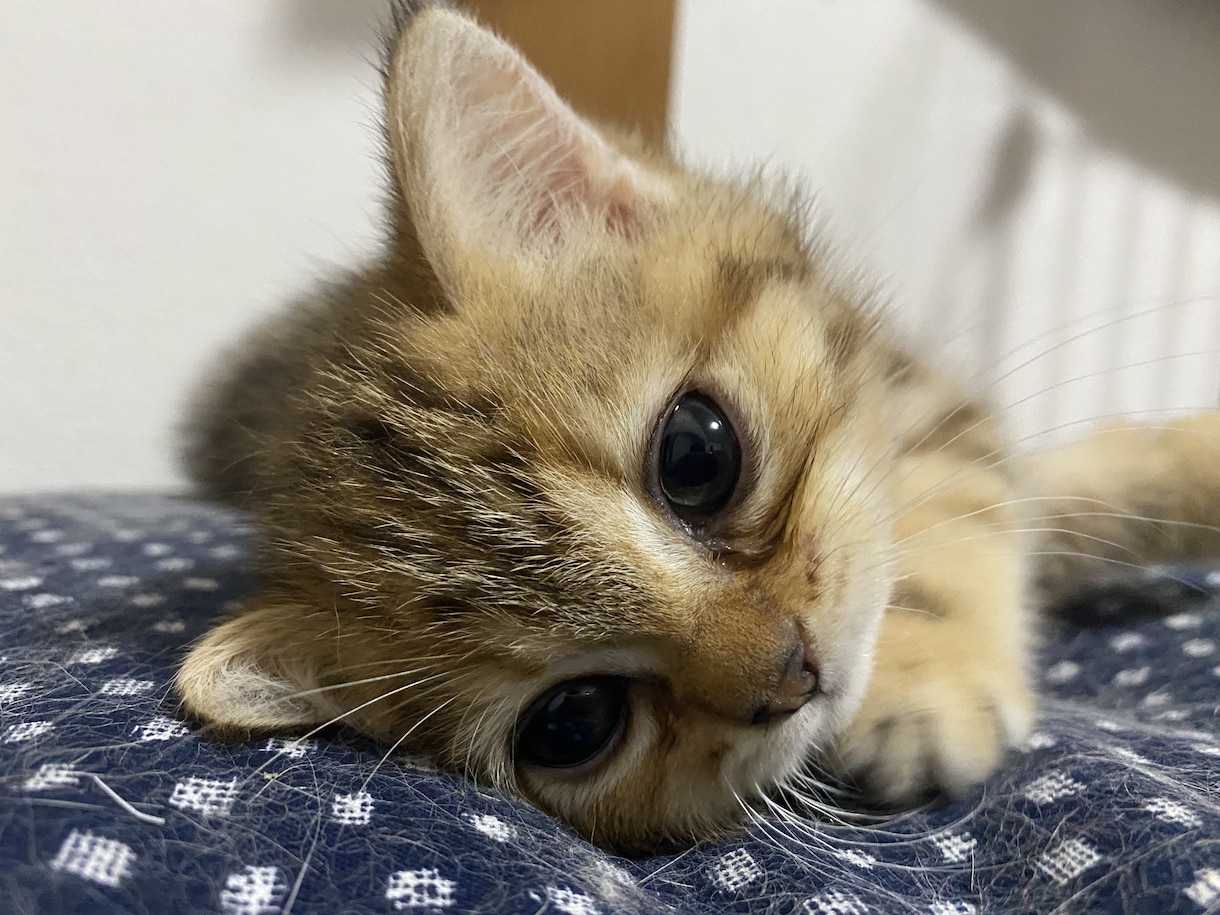 猫ちゃんの相談に乗らせていただきます 初めて猫ちゃんを飼い始めた方等、相談に乗らせていただきます！ イメージ1