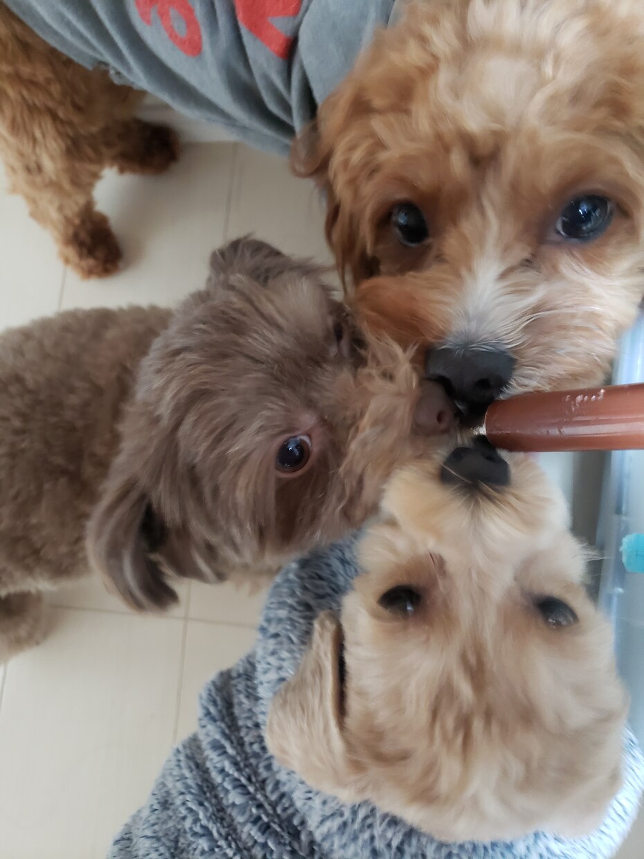 ワンちゃんネコちゃんについての相談お答えします これから家族に迎えいれたいなという方是非ご相談ください！ イメージ1