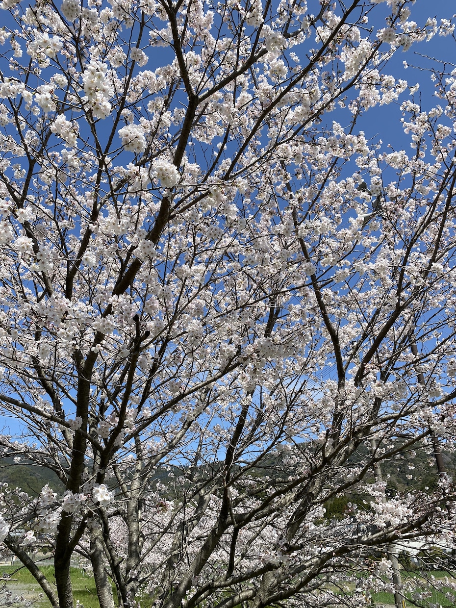 悩み事、愚痴、恋愛相談、何でも聞きます 電話苦手な方、LINE感覚で話しませんか イメージ1