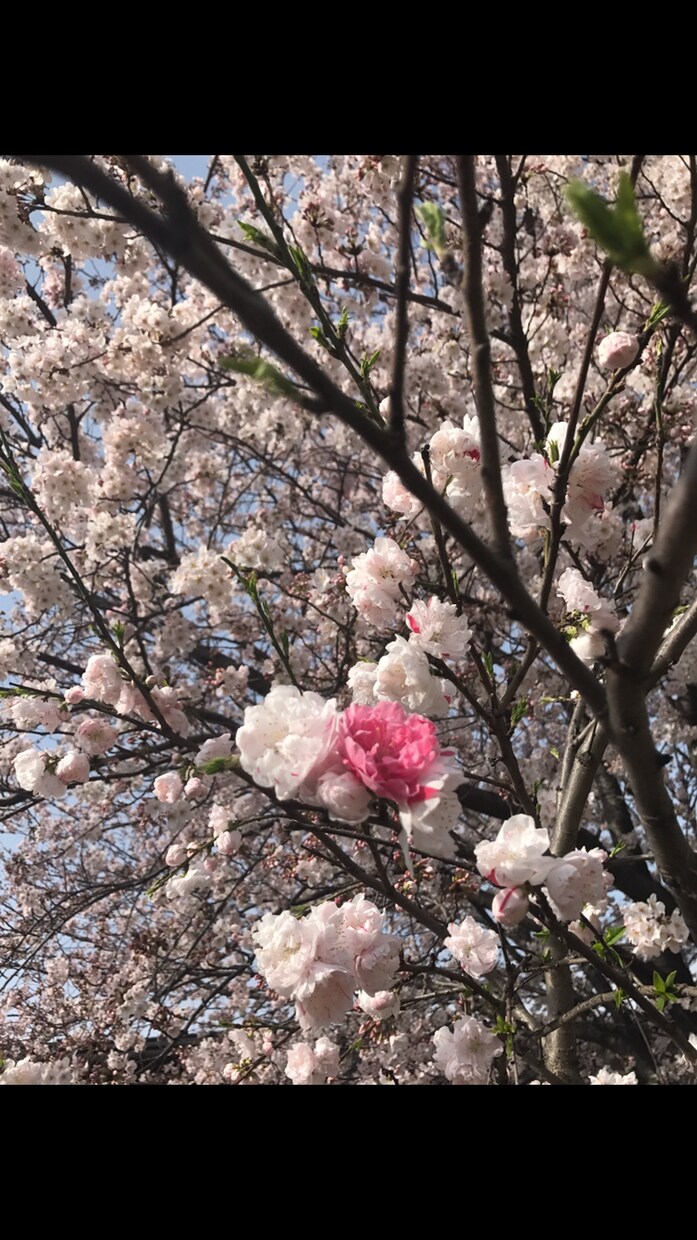 国内旅行をプランニングいたします 全国どこでもご希望に沿ってご旅行をサポート致します！ イメージ4