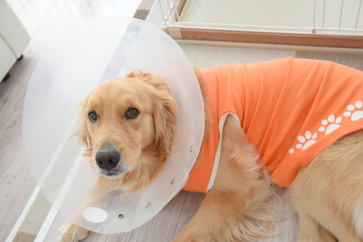 愛犬の健康や体調に関する疑問やお悩みにお答えします 現役動物看護師が動物病院では聞きにくいことにお答えします！ イメージ2