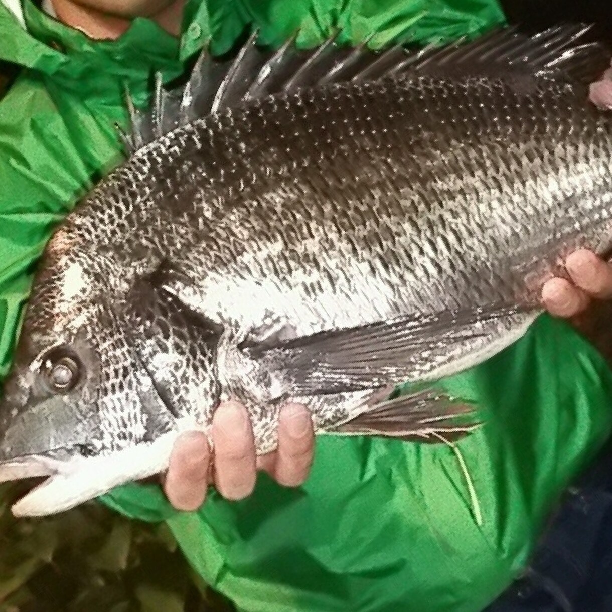 エサ代 300円 簡単仕掛けで大型シーバス釣れます 大型シーバス・チヌを近場でお金をかけずに簡単に釣る方法 イメージ2