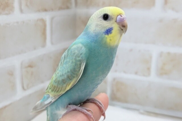 セキセイインコの飼い方を相談します 今まで飼ったことあるので