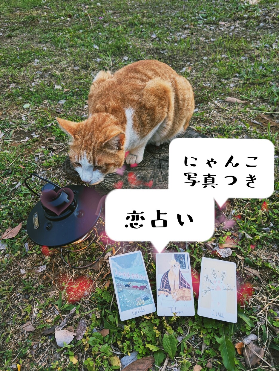 この恋どうなるにゃ？にゃんこ写真を添えて占います 気になる恋の未来を猫と一緒にタロットで占います イメージ1