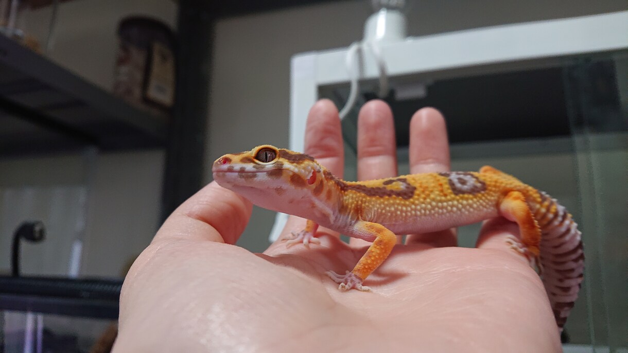 生き物の相談にのります 生き物のお迎えを検討されてる方、一緒に暮らしている生き物等 イメージ3
