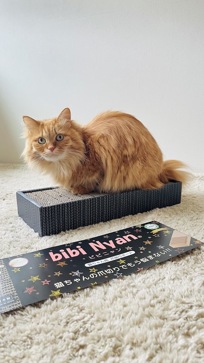 猫のプロが教える！スマホ撮影上達をサポートします 猫歴20匹×プロ18年の撮影添削 イメージ1