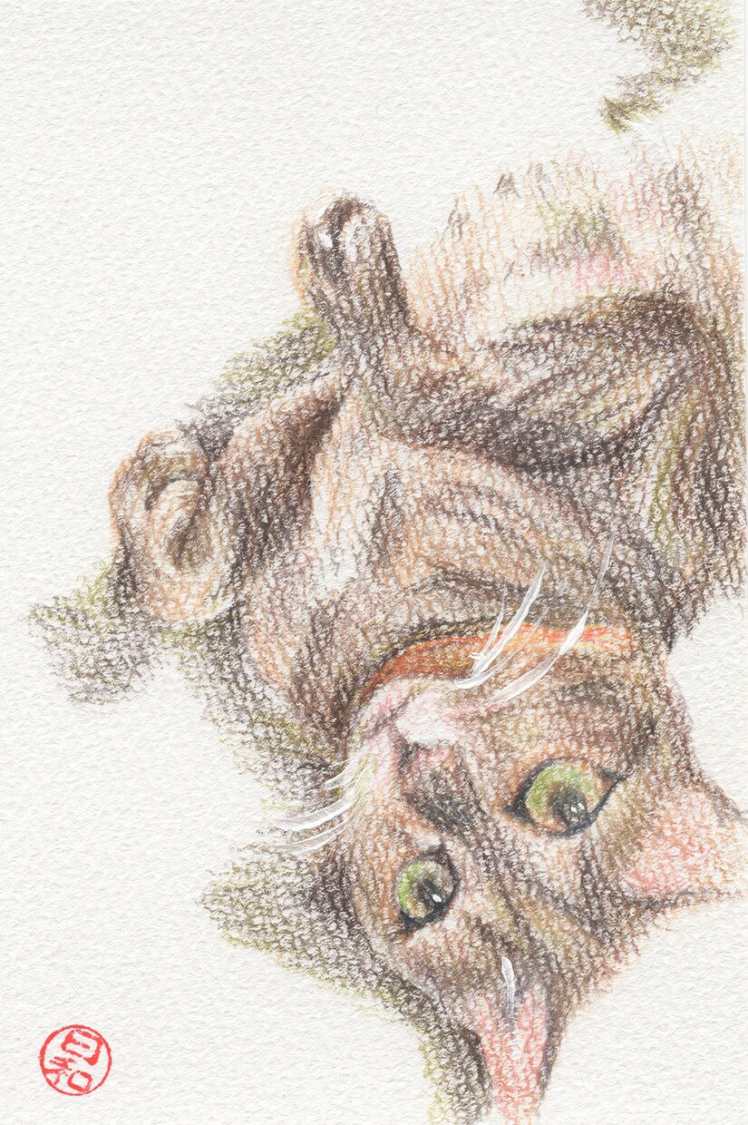 あなたのペットの色鉛筆画描きます あなたのペットの絵をアイコンにしたり飾ったりしませんか？ イメージ4