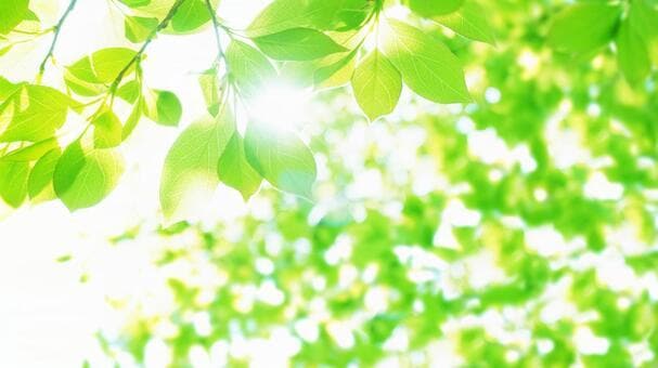 自閉症・知的障害・認知症・成年後見の相談にのります 障害・介護・成年後見に向き合ってきた家族です イメージ1