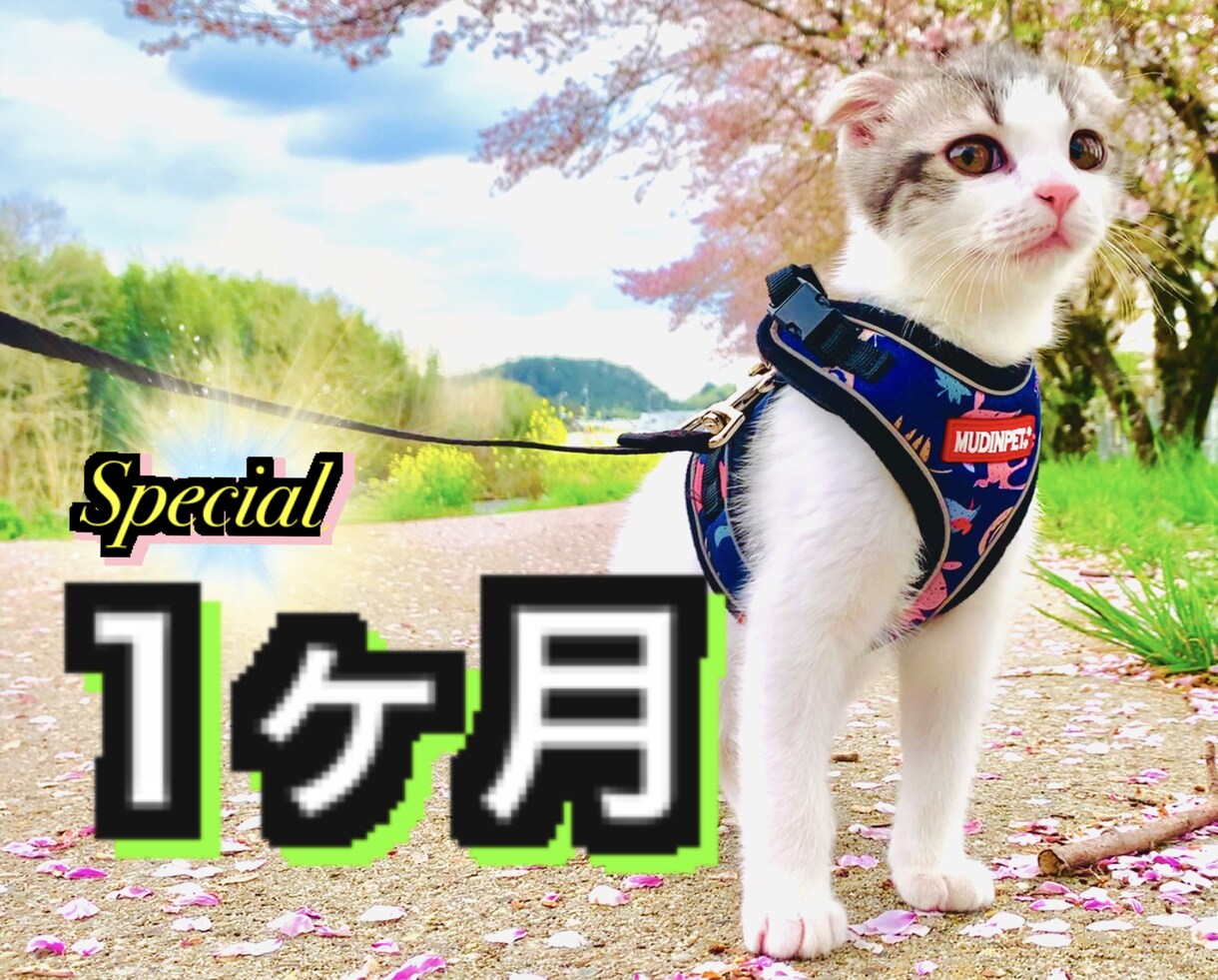 １ヶ月毎日１通メールをお届けします 【Special】長く深くお話ししたい方♪ イメージ1