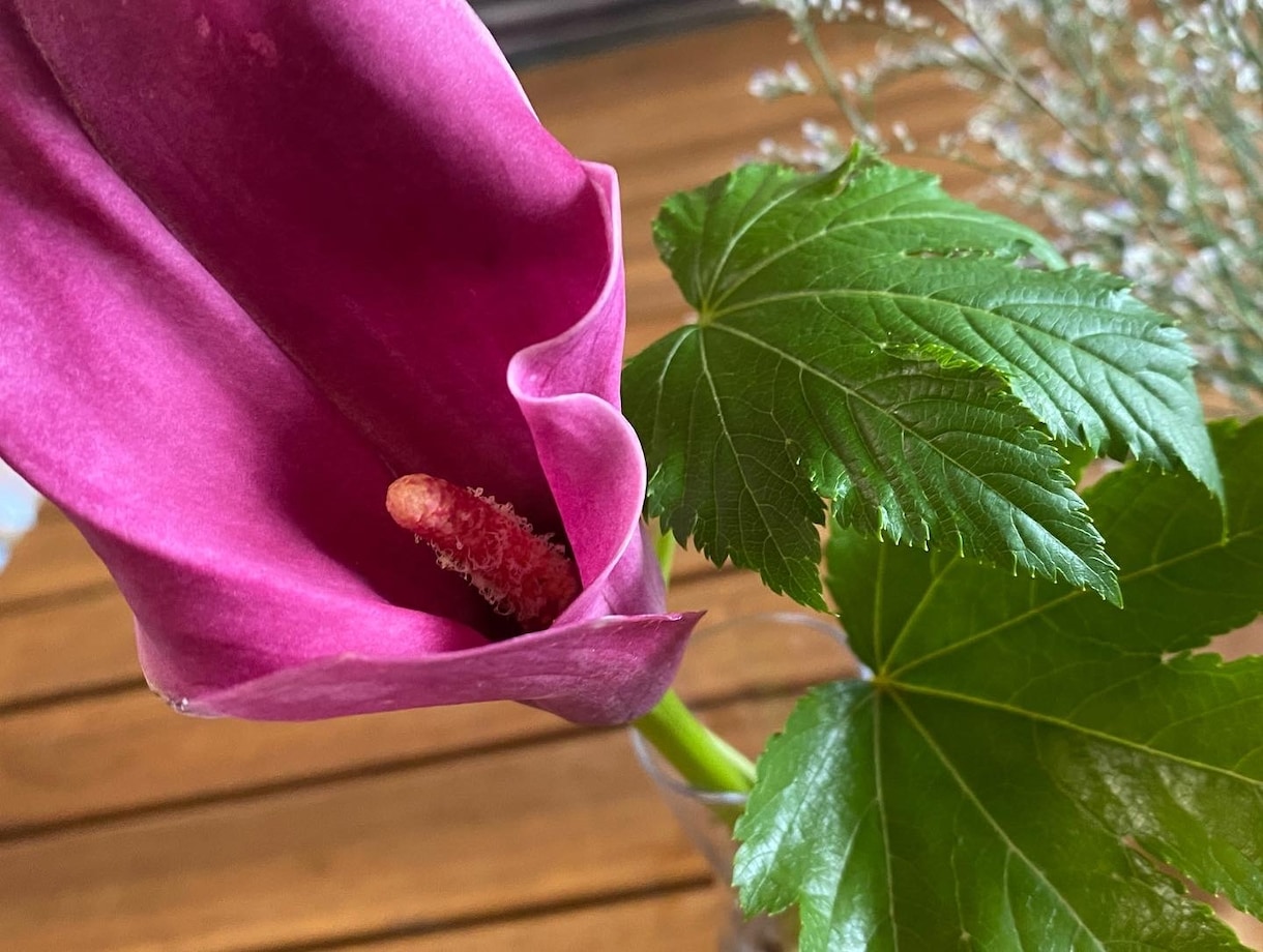 お花と繋がり霊視で【チャット】メッセージを降します 今の悩み、心配事、なんでもお花に聞いて、お答え致します。 イメージ4