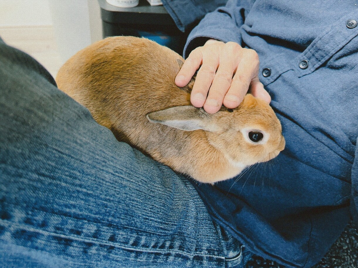 愛うさぎと仲良くなる方法を教えます 問題行動が少なく、表情豊かになります イメージ2