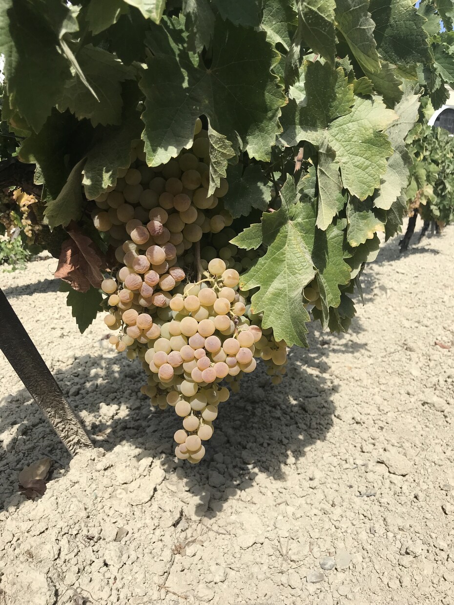 ワインの小さな疑問にお答えします ワインの飲み方、香りの取り方、料理の合わせ方や注文方法など イメージ3